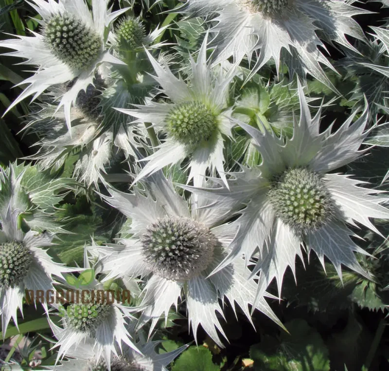Eryngium Giganteum 'Miss Wilmott's Ghost' Seeds for Planting - Spectacular Perennial Flower Seeds for Your Garden