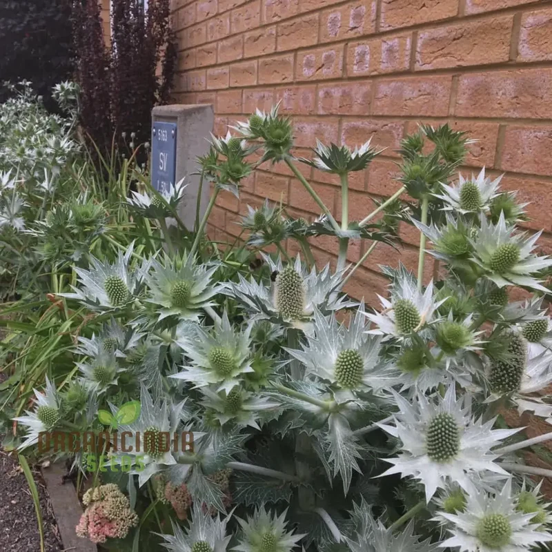 Eryngium Giganteum 'Miss Wilmott's Ghost' Seeds for Planting - Spectacular Perennial Flower Seeds for Your Garden