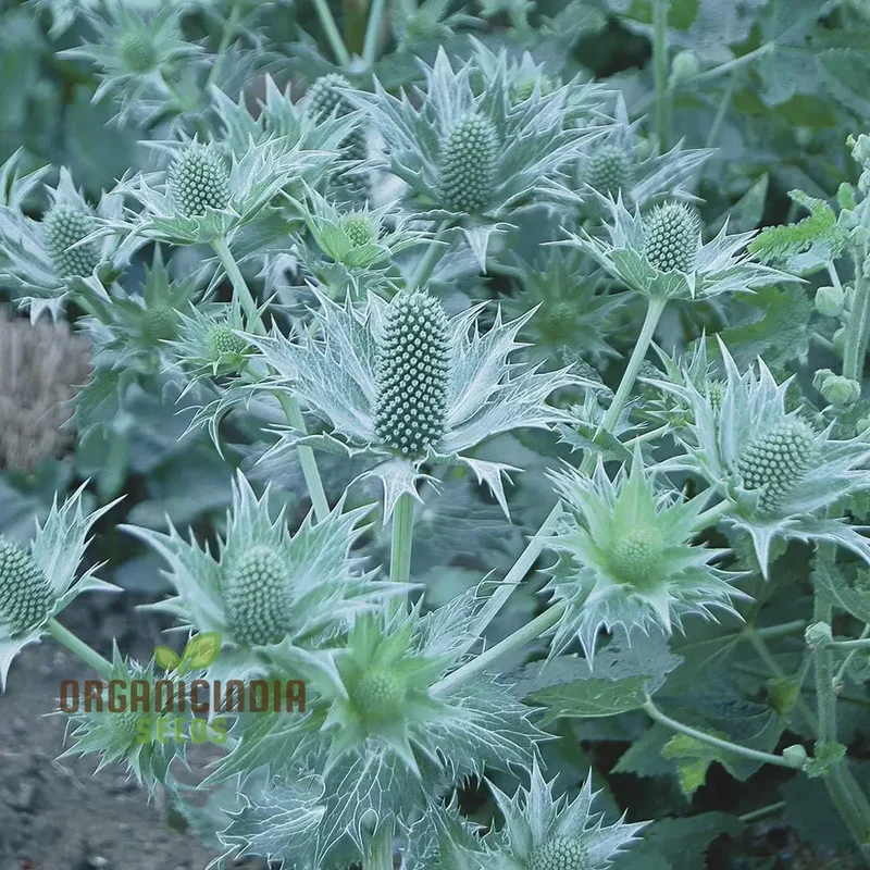 Eryngium Giganteum 'Miss Wilmott's Ghost' Seeds for Planting - Spectacular Perennial Flower Seeds for Your Garden