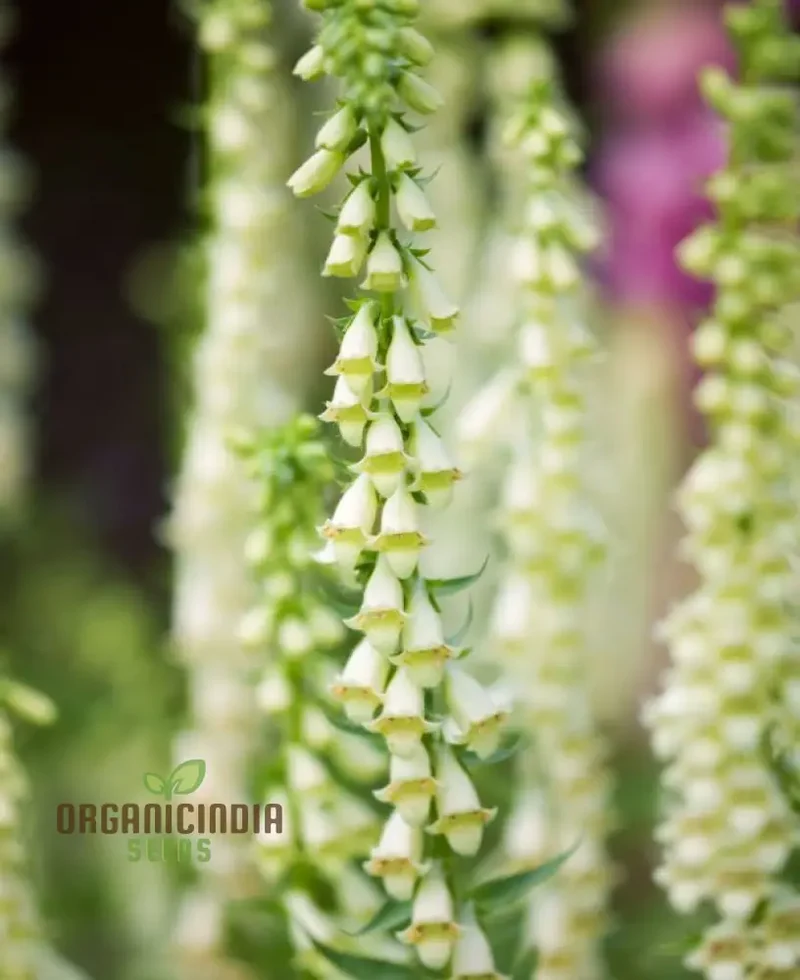 Digitalis Lutea Flower Seeds For Planting, Elegant Foxglove Blooms to Enhance Your Garden