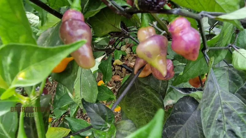PEPPER PINK BIQUINHO Seeds for planting, Your Gardening Success