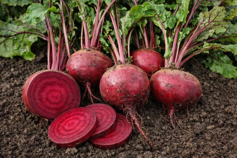 Betterave ‘Crosby’s Egyptian’ ( Beta vulgaris )