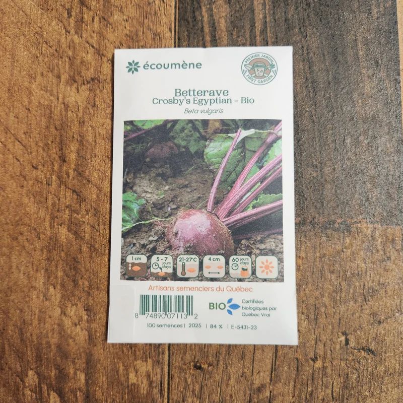 Betterave ‘Crosby’s Egyptian’ ( Beta vulgaris )