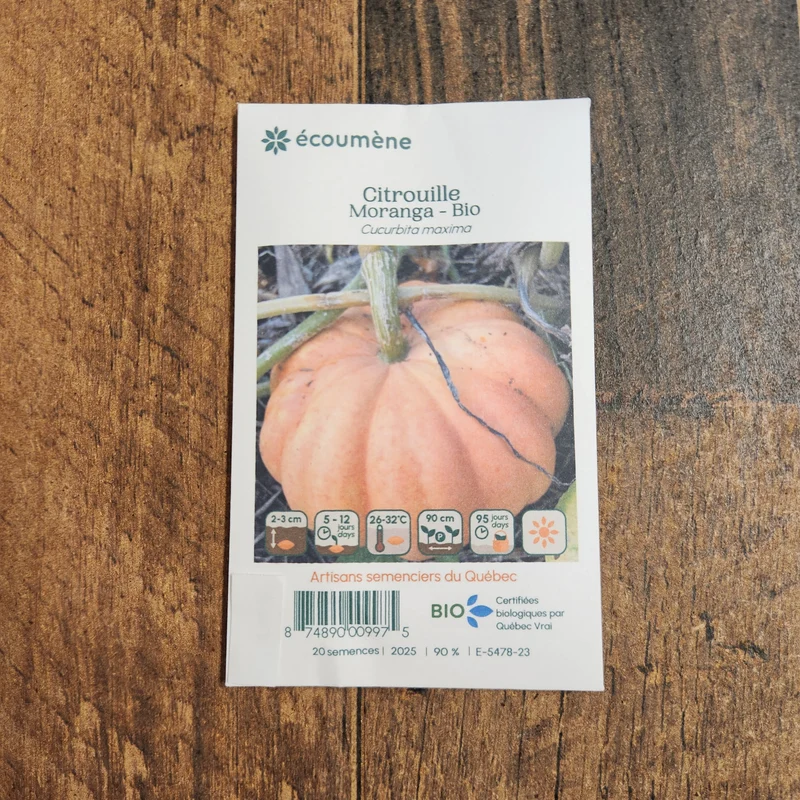 Citrouille ‘Moranga’ ( Cucurbita maxima )