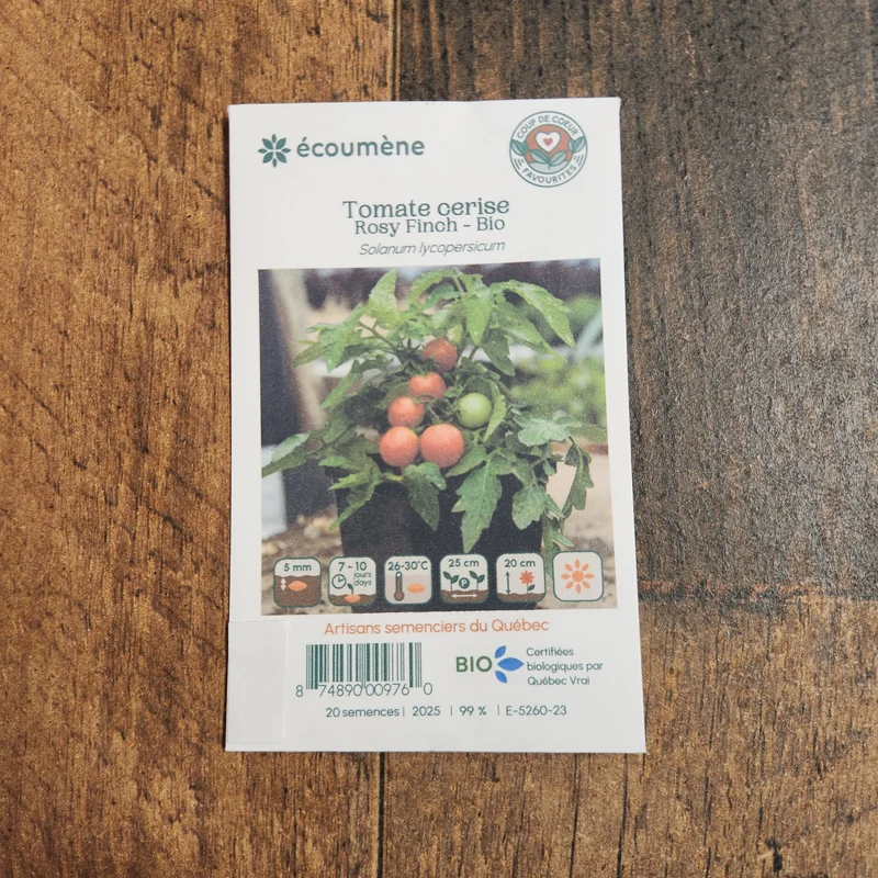 Tomate cerise ‘Rosy Finch’ ( Solanum lycopersicum )