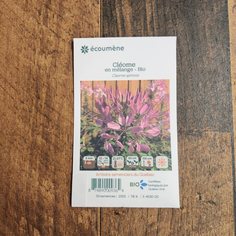 Mélange de cléomes ( Cleome spinosa )