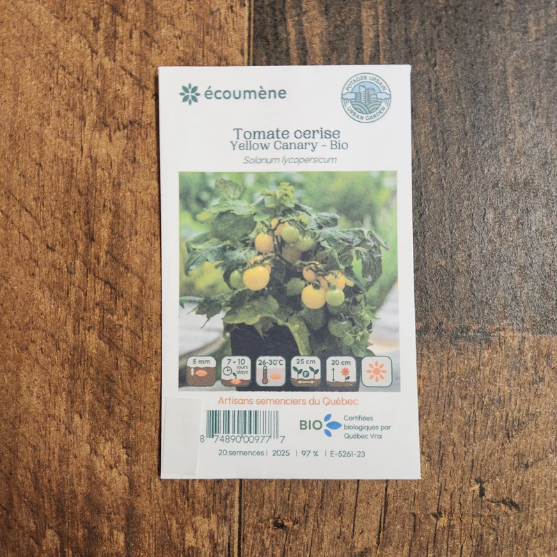 Tomate cerise ‘Yellow Canary’ ( Solanum lycopersicum )