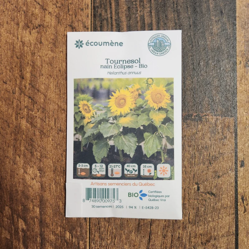 Tournesol nain ‘Éclipse’ ( Helianthus annuus )