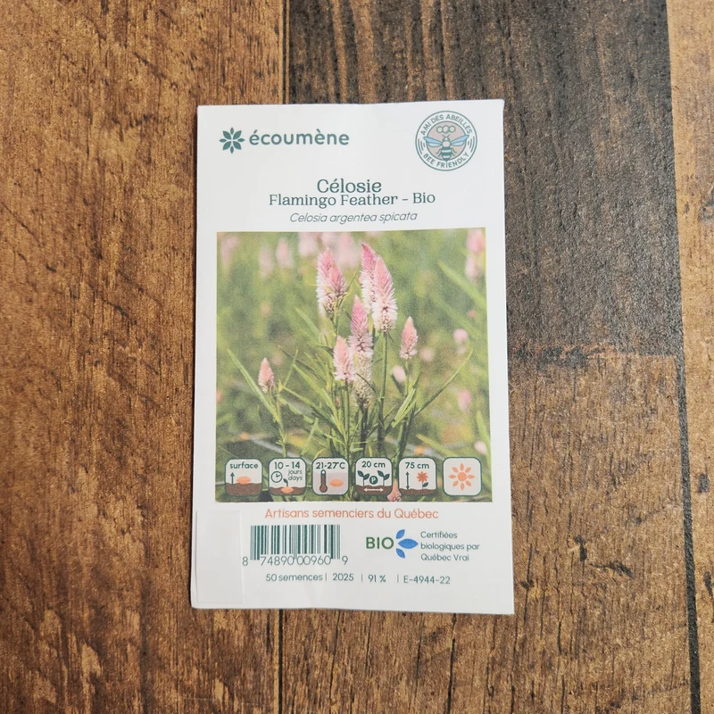 Célosie ‘Flamingo Feather’ ( Celosia argentea , groupe Spicata)
