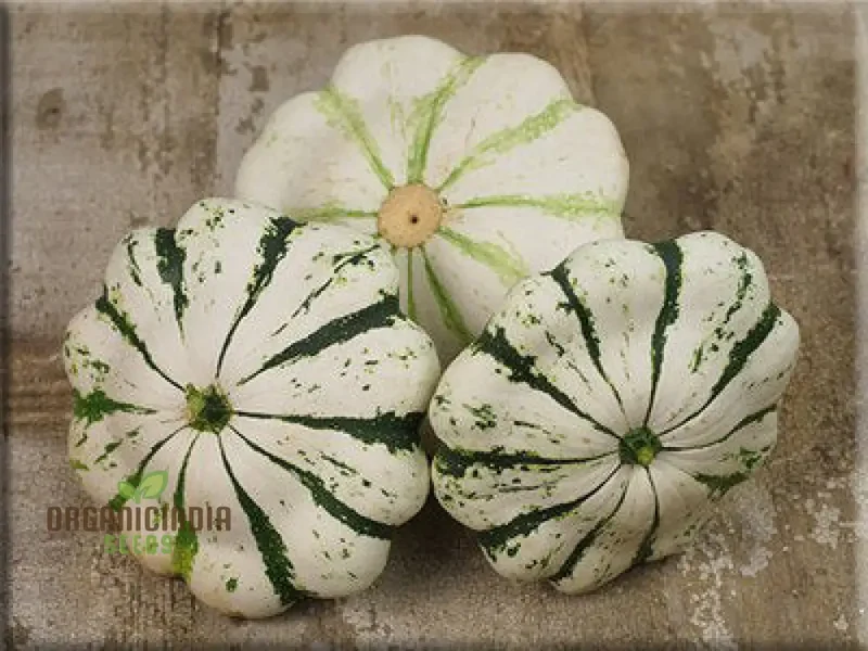 SQUASH PATTISON'S PANACHE Seeds - Premium Quality Seeds for Your Garden