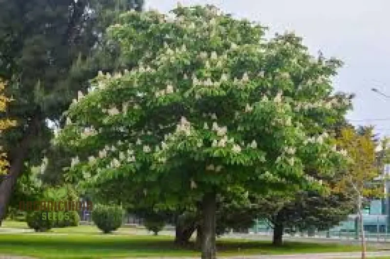 Horse Chestnut Seeds (Horse Chestnut Tree Seeds) - Stunning Foliage and Beautiful Spring Blossoms