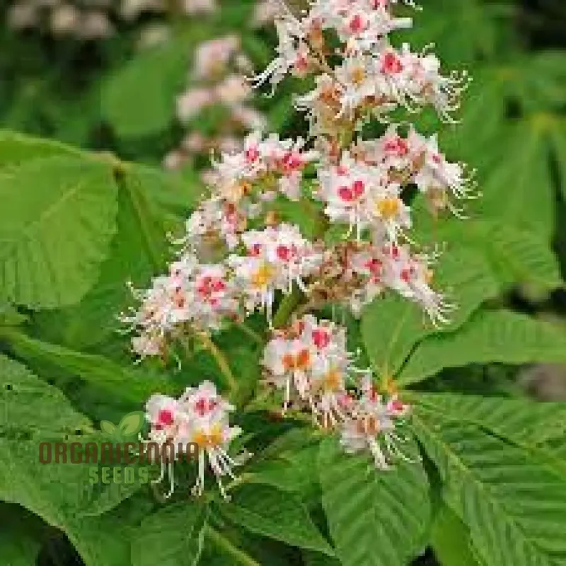Horse Chestnut Seeds (Horse Chestnut Tree Seeds) - Stunning Foliage and Beautiful Spring Blossoms
