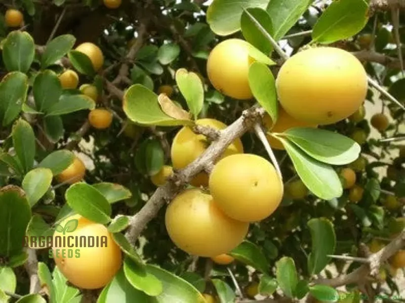 Dovyalis Caffra Fruit Seeds For Planting, Cultivating Exotic Flavor and Nutrition
