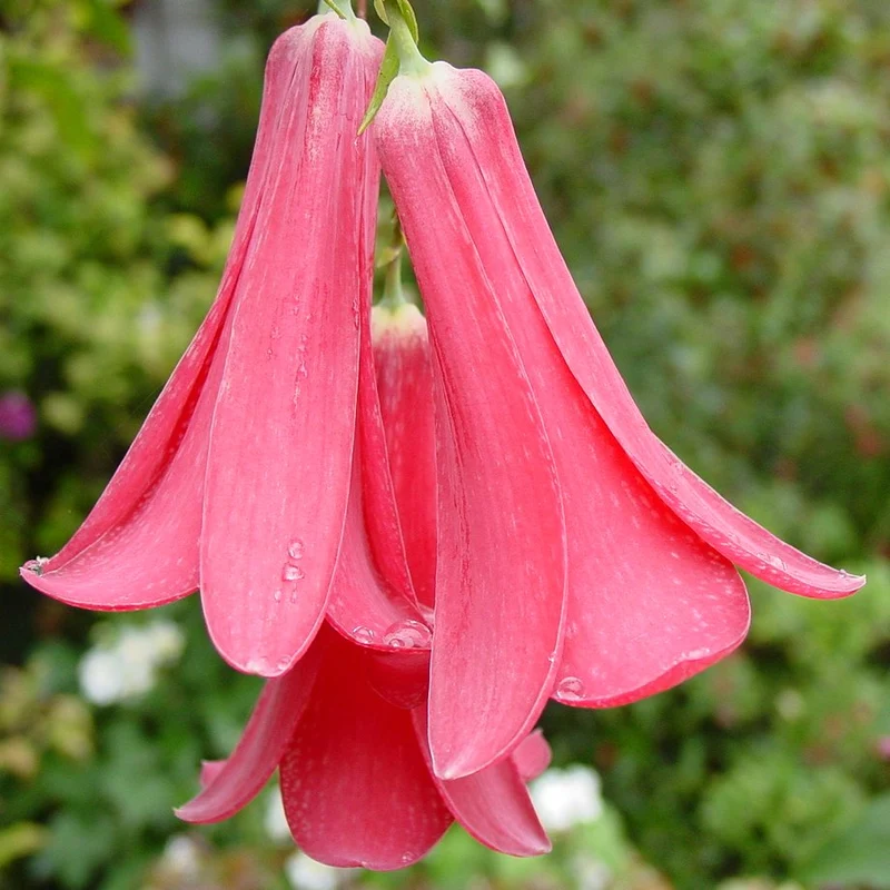 LAPAGERIA ROSEA- Premium Seeds for Your Garden's Flourishing Beauty and Delicate Elegance