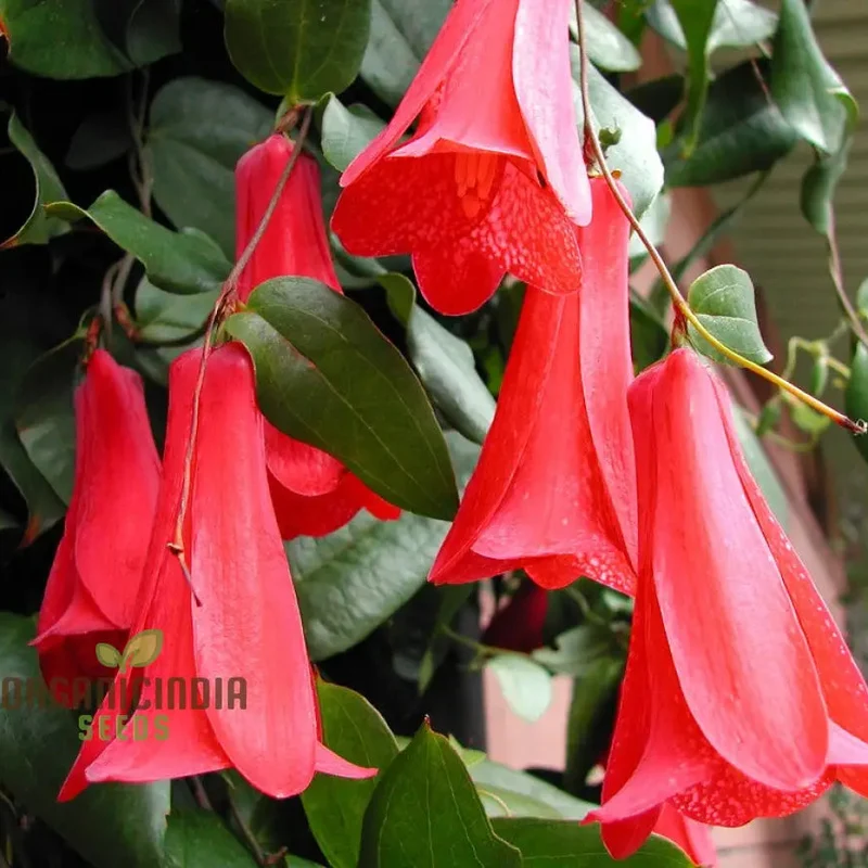 LAPAGERIA ROSEA- Premium Seeds for Your Garden's Flourishing Beauty and Delicate Elegance