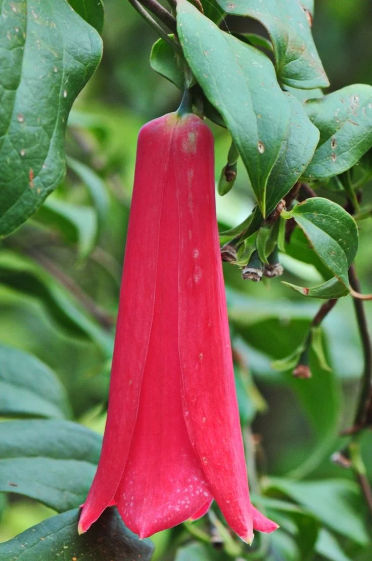 LAPAGERIA ROSEA- Premium Seeds for Your Garden's Flourishing Beauty and Delicate Elegance