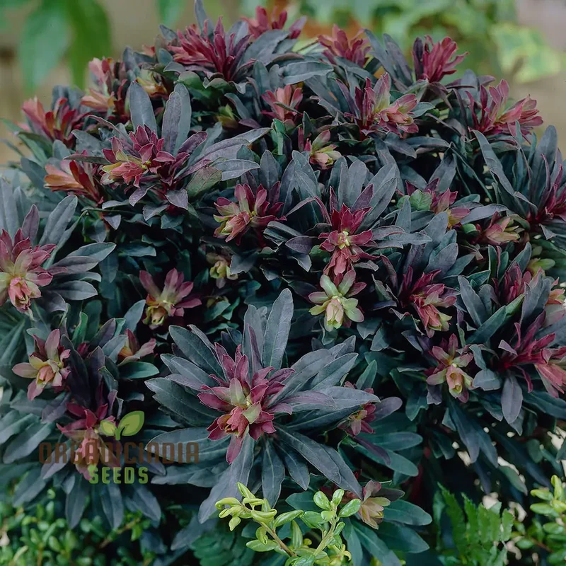 Euphorbia Seeds (Euphorbia Amygdaloides Purpurea Seeds) - Hardy Perennial for Gardens & Landscapes