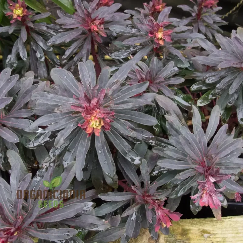 Euphorbia Seeds (Euphorbia Amygdaloides Purpurea Seeds) - Hardy Perennial for Gardens & Landscapes