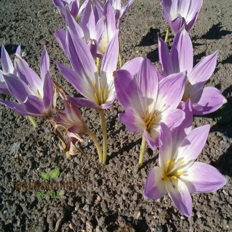 Colchicum Speciosum Bornmuelleri Flower Seeds for Planting, Premium Quality Gardening Seeds