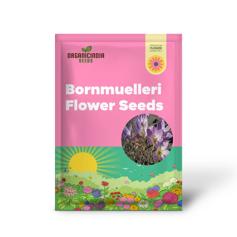 Colchicum Speciosum Bornmuelleri Flower Seeds for Planting, Premium Quality Gardening Seeds