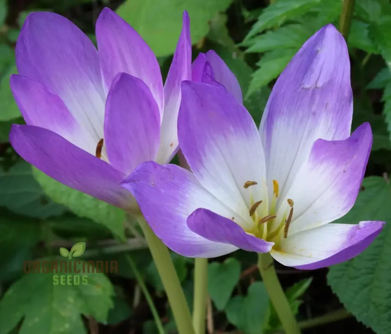 Colchicum Speciosum Bornmuelleri Flower Seeds for Planting, Premium Quality Gardening Seeds