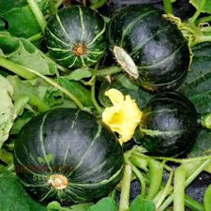 SQUASH (WINTER) TABLE STAR F1 Seeds for Planting Your Garden