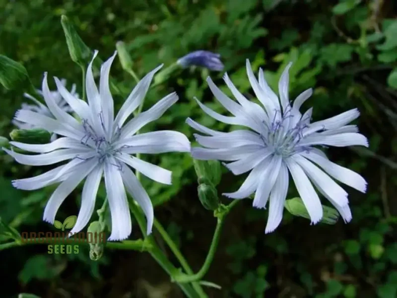 LACTUCA PLUMIERI Seeds for Your Gardening Adventure â€“ Cultivate Exquisite Flora Straight from Seed to Garden!
