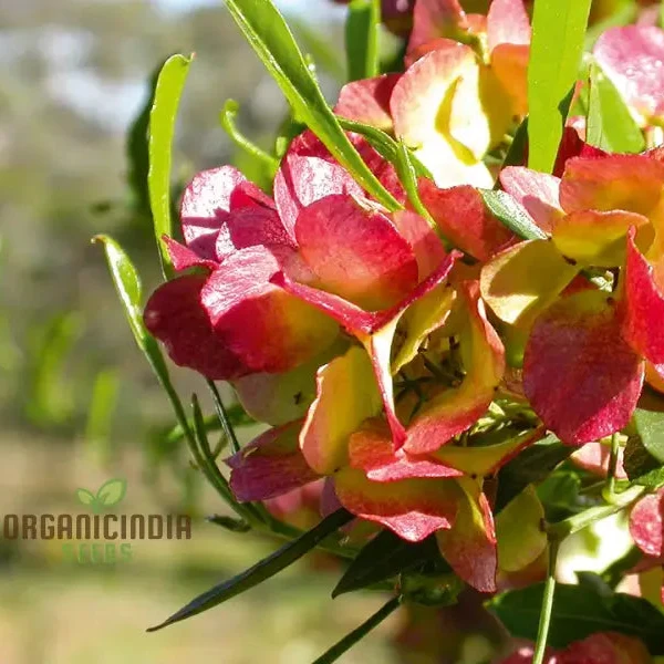 Dodonaea Viscosa Flower Seeds For Planting, Enhancing Landscapes with Vibrant Foliage