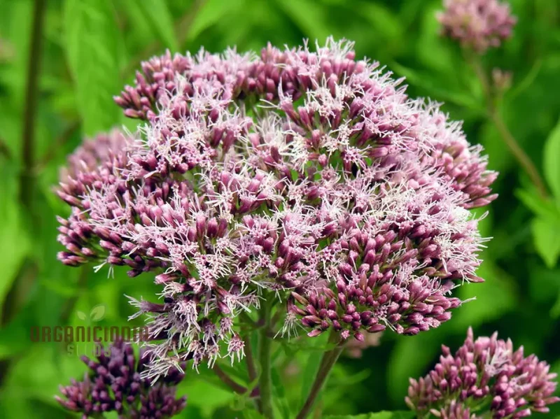 Purple Boneset Seeds for Planting,Easy to Grow Perennial Seeds