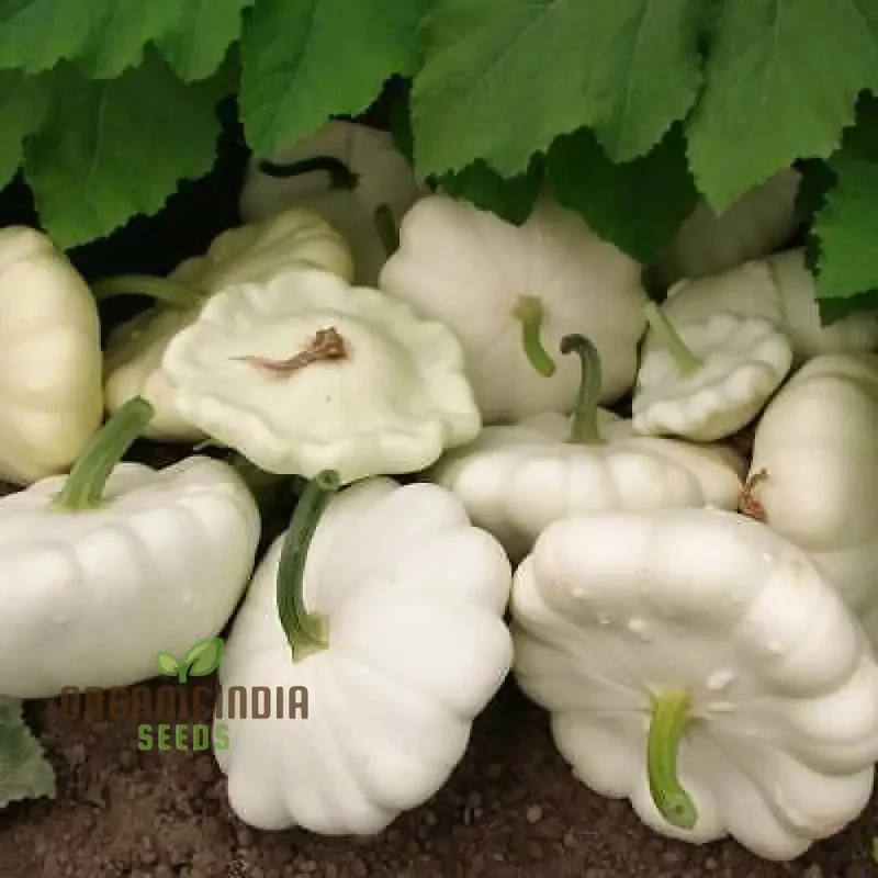 SQUASH (SUMMER) MOONBEAM F1 Seeds for Your Gardening Needs