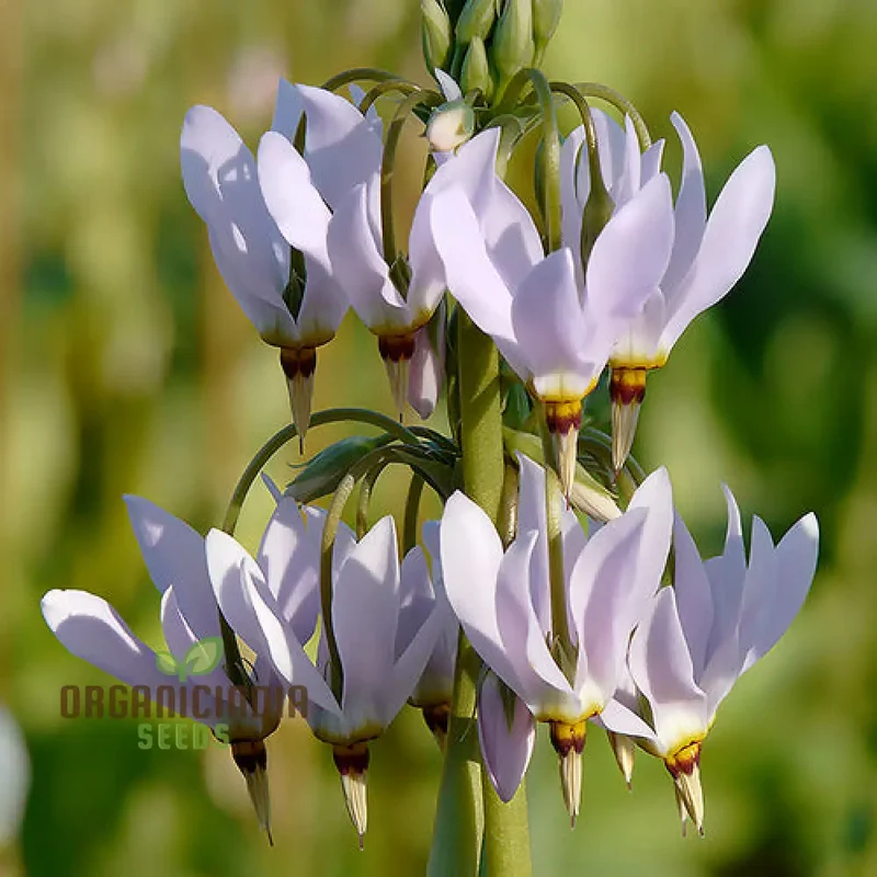 Dodecatheon Species Mixed Flower Seeds, A Kaleidoscope of Wildflower Beauty