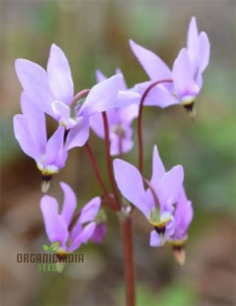 Dodecatheon Species Mixed Flower Seeds, A Kaleidoscope of Wildflower Beauty