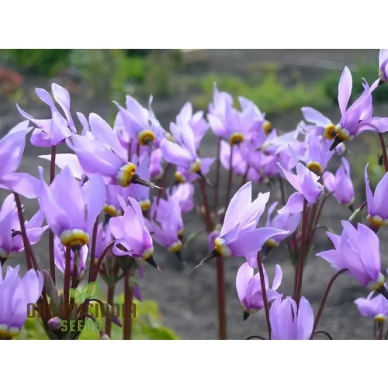 Dodecatheon Species Mixed Flower Seeds, A Kaleidoscope of Wildflower Beauty