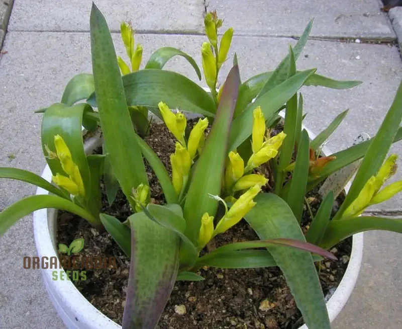 Lachenalia Reflexa Flower Seeds: Elevate Your Gardening Experience with Unique and Colorful Blooms!