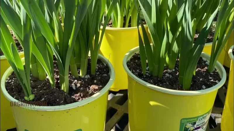 Lachenalia Reflexa Flower Seeds: Elevate Your Gardening Experience with Unique and Colorful Blooms!