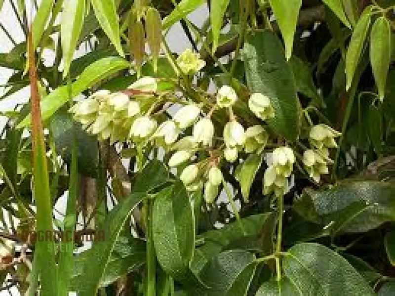 Holboellia Seeds (Holboellia coriacea Seeds) - Hardy Evergreen Vine for Garden Landscapes & Trellises