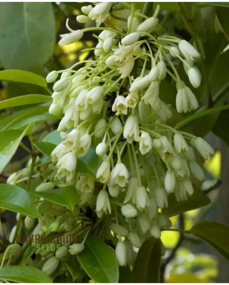 Holboellia Seeds (Holboellia coriacea Seeds) - Hardy Evergreen Vine for Garden Landscapes & Trellises