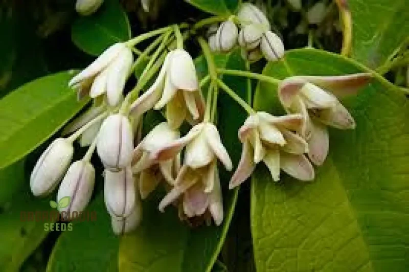 Holboellia Seeds (Holboellia coriacea Seeds) - Hardy Evergreen Vine for Garden Landscapes & Trellises