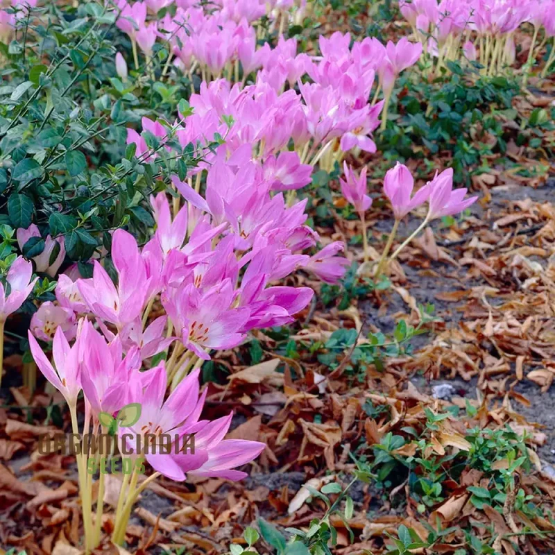 Colchicum Mixed Flower Seeds, Vibrant Variety for Gardening, Premium Garden Seeds