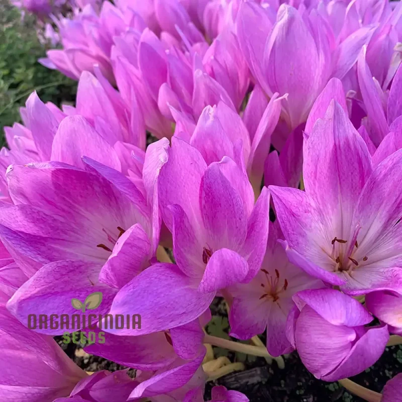 Colchicum Mixed Flower Seeds, Vibrant Variety for Gardening, Premium Garden Seeds