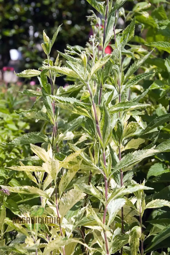 Eupatorium Aromaticum Joicus Variegated Seeds - Exquisite Perennial for Gardens - Planting Instructions Included