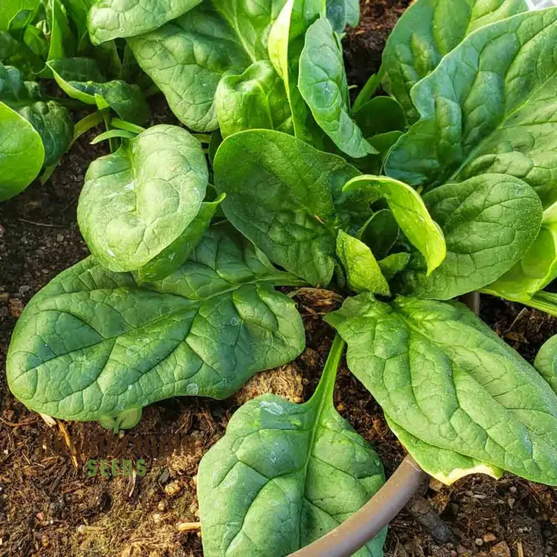 SPINACH RED VEINED Seeds for Your Garden | Buy Organic Seeds