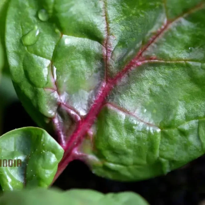 SPINACH RED VEINED Seeds for Your Garden | Buy Organic Seeds