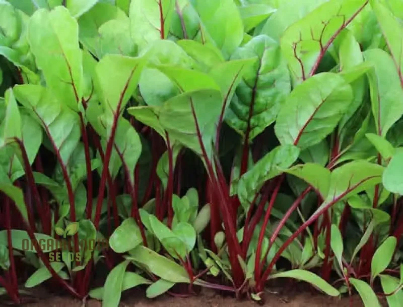 SPINACH RED VEINED Seeds for Your Garden | Buy Organic Seeds