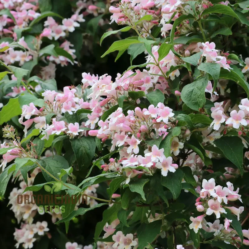 Kolkwitzia amabilis Seeds for a Blossoming Garden Experience-Grow Your Own Beauty!