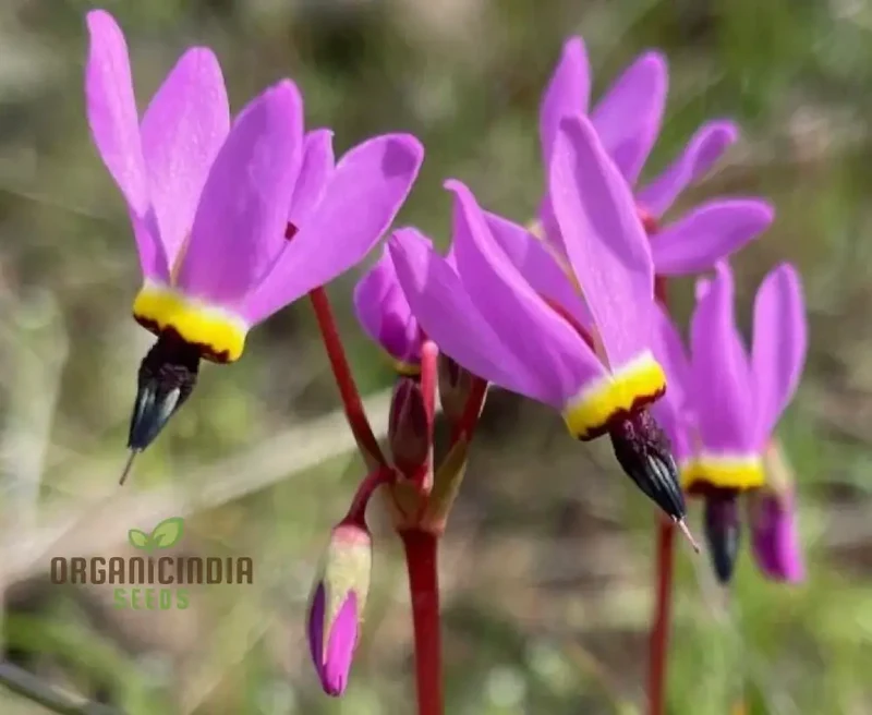 Dodecatheon meadia Seeds For Planting, Cultivating Elegant Blooms for Your Garden
