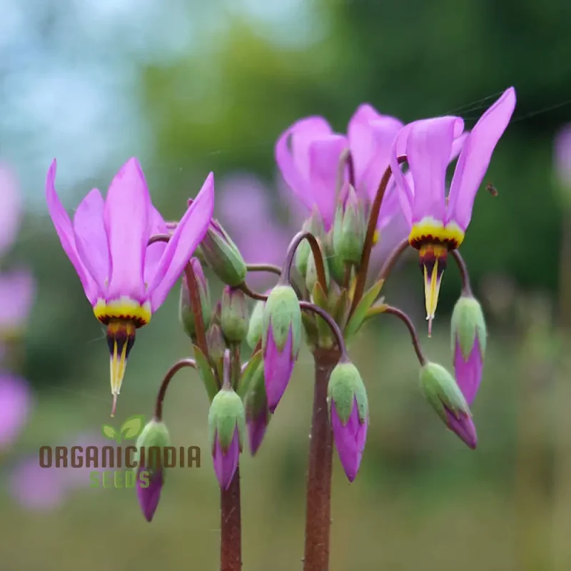 Dodecatheon meadia Seeds For Planting, Cultivating Elegant Blooms for Your Garden