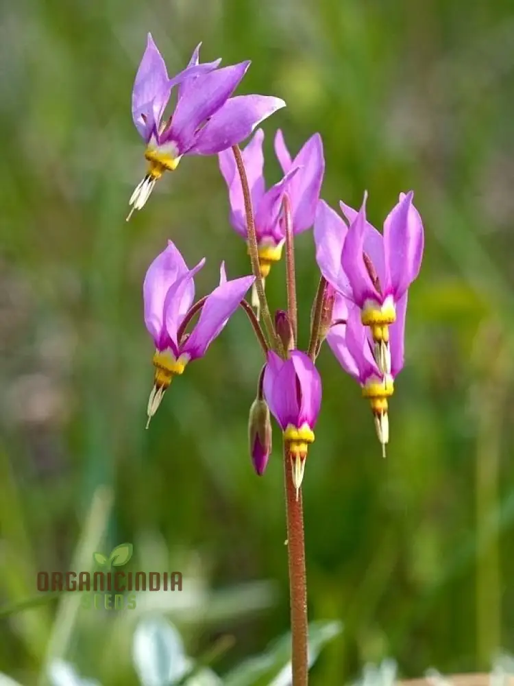 Dodecatheon meadia Seeds For Planting, Cultivating Elegant Blooms for Your Garden
