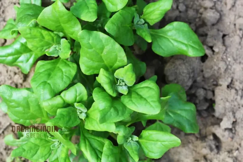 SPINACH NEW ZEALAND SPINACH Seeds for Your Gardening Needs