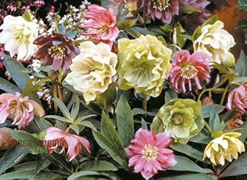 Helleborus Orientalis Plantworld Doubles Seeds | Exquisite Gardening Delight for Your Home Garden